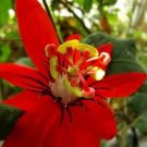 30 Pcs Passiflora coccinea Red Passion Flower Seeds 30 Pcs Passiflora coccinea Red Passion Flower Seeds
