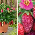 100 Pcs Tristan F1 Strawberry Seeds