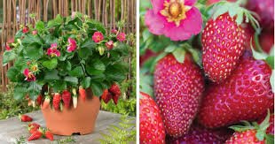 100 Pcs Tristan F1 Strawberry Seeds