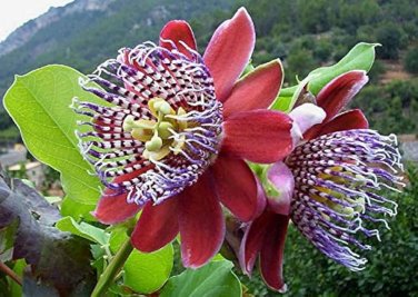 30 Pcs Passiflora Alata Winged-stem Passion Flower Seeds