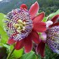 30 Pcs Passiflora Alata Winged-stem Passion Flower Seeds