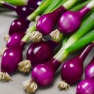 100 Pcs Onion Deep Purple Vegetable Seeds 100 Pcs Onion Deep Purple Vegetable Seeds
