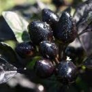 15 Pcs Pepper Organic Black Pearl Chili Seeds