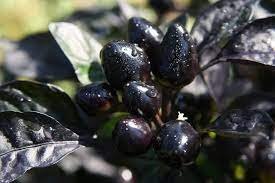 15 Pcs Pepper Organic Black Pearl Chili Seeds