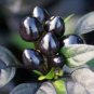 15 Pcs Pepper Organic Black Pearl Chili Seeds