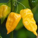 15 Pcs Chili Habanero Lemon Hot Pepper Seeds