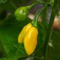 15 Pcs Chili Habanero Lemon Hot Pepper Seeds