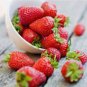 100 Pcs Strawberry Temptation Organic Fruit Seeds