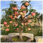 10 Pcs Apple Bonsai Yellow Red Mixed Tree Seeds