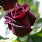 50 Pcs Maroon Super Black Rose Shrub Flower Seeds