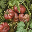 100 Pcs Purple Calabash Tomato Seeds