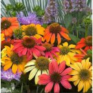50 Pcs Hardy Perennial Echinacea 'Cheyenne Spirit Mixed' Coneflower Seeds