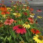 50 Pcs Hardy Perennial Echinacea 'Cheyenne Spirit Mixed' Coneflower Seeds