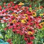 50 Pcs Hardy Perennial Echinacea 'Cheyenne Spirit Mixed' Coneflower Seeds