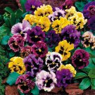 20 Pcs Heirloom Beautiful Hanging Bonsai Colorful Pansy
