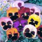 20 Pcs Heirloom Beautiful Hanging Bonsai Colorful Pansy