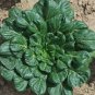 40 Pcs Wuta-tsai Chinese Black Vegetables Seeds