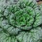40 Pcs Wuta-tsai Chinese Black Vegetables Seeds