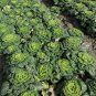 40 Pcs Wuta-tsai Chinese Black Vegetables Seeds