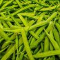 15 Pcs Chinese Bean Seeds Contains Rich Oil Green Chinese Vegetables