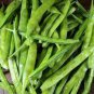 15 Pcs Chinese Bean Seeds Contains Rich Oil Green Chinese Vegetables