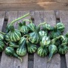 6 Pcs Ugly Ornamental Pumpkin Seeds