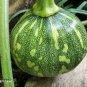 6 Pcs Ugly Ornamental Pumpkin Seeds