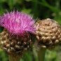 30 Pcs Echinps latifolius Tausch Flower