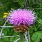 30 Pcs Echinps latifolius Tausch Flower