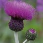 30 Pcs Echinps latifolius Tausch Flower