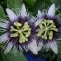 30 Pcs New Passiflora Edulis Passion Fruit Seeds