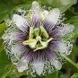 30 Pcs New Passiflora Edulis Passion Fruit Seeds