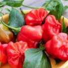 20 Pcs Anatolian Tulip Ornamental Pepper Seeds