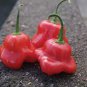20 Pcs Anatolian Tulip Ornamental Pepper Seeds