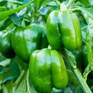8 Pcs Big Green Sweet Bell Pepper Seeds