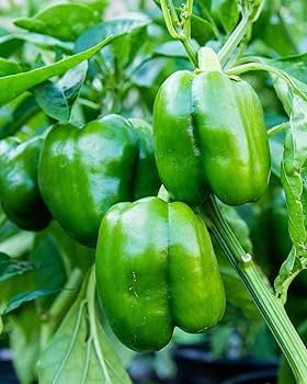 8 Pcs Big Green Sweet Bell Pepper Seeds