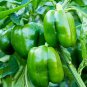 8 Pcs Big Green Sweet Bell Pepper Seeds