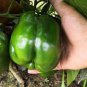 8 Pcs Big Green Sweet Bell Pepper Seeds