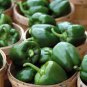 8 Pcs Big Green Sweet Bell Pepper Seeds
