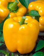 8 Pcs Golden Yellow Sweet Bell Pepper Seeds
