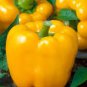 8 Pcs Golden Yellow Sweet Bell Pepper Seeds