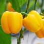 8 Pcs Golden Yellow Sweet Bell Pepper Seeds