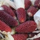10 Pcs Strawberry Red Popcorn Seeds