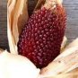 10 Pcs Strawberry Red Popcorn Seeds