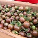 20 Pcs Cherokee Cherry Tomato Seeds