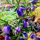 10 Pcs Australia Heirloom Purple Apple-berry Seeds