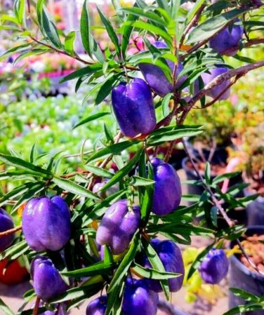 10 Pcs Australia Heirloom Purple Apple-berry Seeds