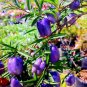 10 Pcs Australia Heirloom Purple Apple-berry Seeds