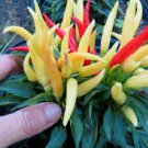20 Pcs Capsicum F1 Medusa Ornamental Pepper Seeds
