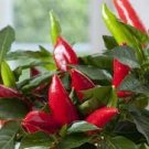 20 Pcs Red Heart Ornamental Pepper Seeds 20 Pcs Red Heart Ornamental Pepper Seeds